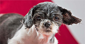 Coronavirus Response